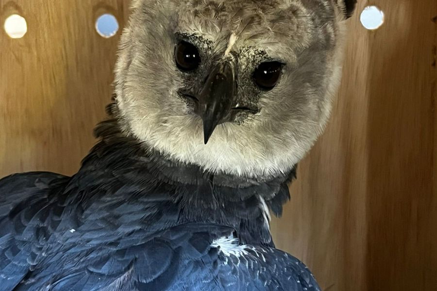 Foto Via Brasil BR‑163 devolve harpia reabilitada à natureza após operação integrada de resgate e conservação